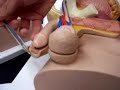 Male Reproductive System - Medical Education