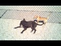 Click here to watch this video Whos the boss?