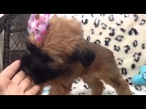 Sweet, Smart, Playing Soft-Coated Wheaten Terrier!