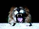 animals4ever.....!!! and Ever