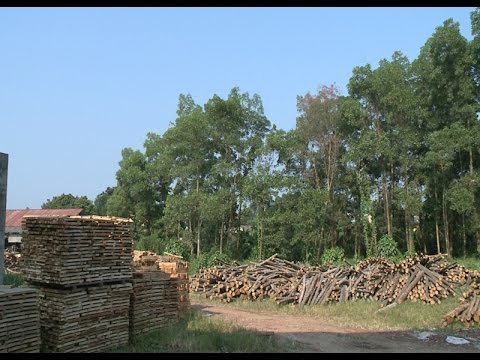 Gỗ rừng trồng - Sản phẩm thế mạnh của Yên Bái 