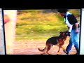 Romano Dominus -an awful schutzhund dog