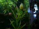 My fish My fish