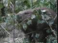 videos de The Wildlife and Scenery of Europe  Part 02