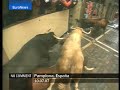 Bull race