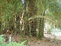 bomen zijn relax