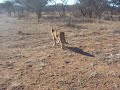 Alika Walking