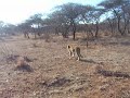 Alika Walking