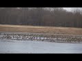 Mallard Farms Duck Club - Missouri Mallard Farms Duck Club - Missouri