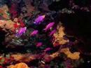 Coral Fish Coral Fish