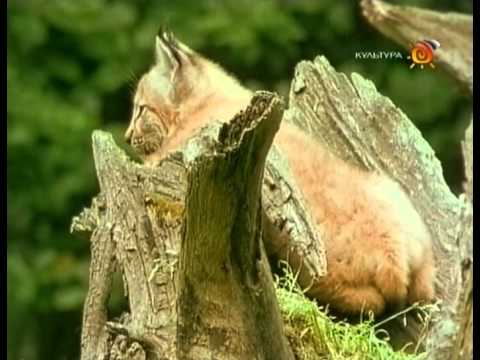 животное рысь