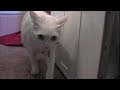 My cat Milky My cat Milky