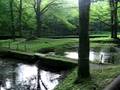 Beautiful sight in the Nikko japanese trout lab