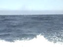 Whale Watching Day in the Bay