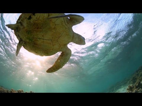 Great Barrier Reef