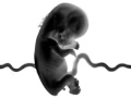 (ou)R-DNA by Gaynor Evelyn Sweeney video