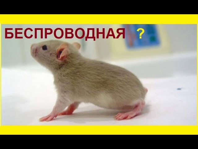 Как я выбирал компьютерную мышь