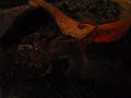 Urodacus Novaehollandiae eating