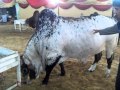 sohrab goth mandi sindh dairy farm cows 2011 video by ABIDNAWAZ ....11 OCT