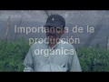 Producción de tomate orgánica