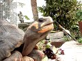 Turtle Eating Turtle Eating
