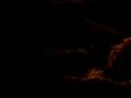 videos de Bull Head and Severum