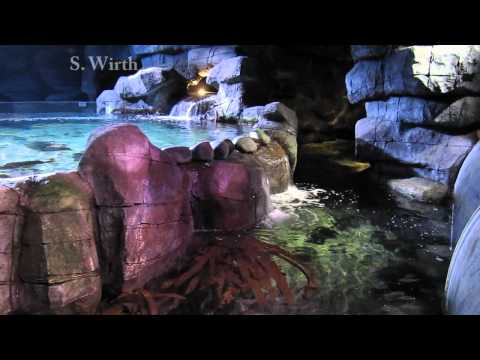 sealife - Besides the Berlin Aquarium, Sea Life and the associated Aquadom represent the second large underwater centre of Berlin. The conception differs from that of ...