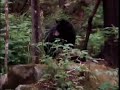 Awesome Black Bear Hunting in Quebec.