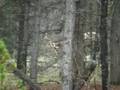 videos de Elk