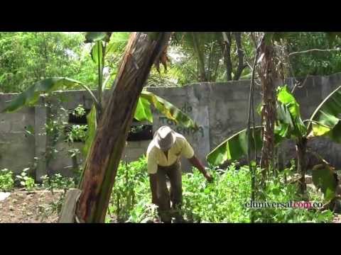 Ver vídeo
