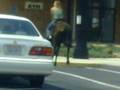 hot girl riding a horse in waynesboro va