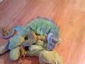 iguana sex doll