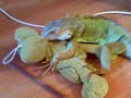 iguana sex doll