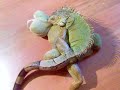 iguana sex doll