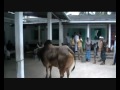 Click here to watch this video Bulls in Sylhet Bangladesh not for Fighting
