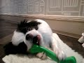 Click here to watch this video Japanese Chin Chewing a Nylon Bone