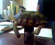 videos de MY TURTLE