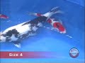 Nishiki Koi Club - young koi show 2006, best young