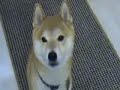 Click here to watch this video Sushi's Yum Yum Trick