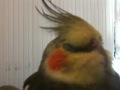 One Very Tired Cockatiel
