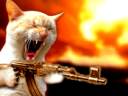 Cat with an AK-47