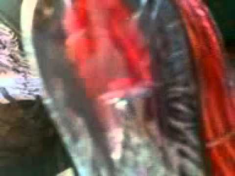 how to wire a amp gauge