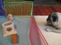 Apple and her \"Guard Dog\" Apple and her \"Guard Dog\"