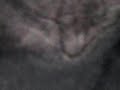ORBS AND ECTOPLASM FACE (CAT LIKE)