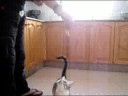 Pen�lope cazando comida :O