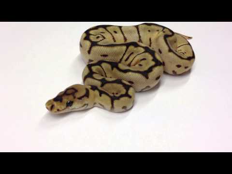 YouTube reptile video