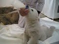 しろくまの赤ちゃん　ミルクタイム