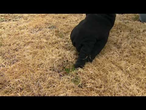how to care for bermuda grass in oklahoma