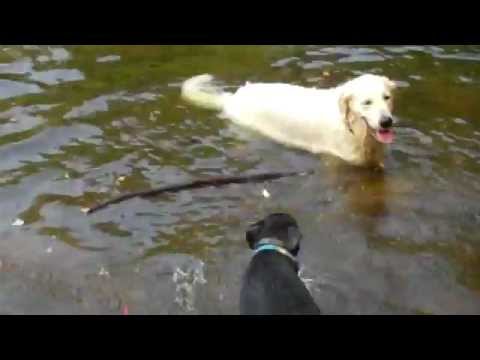 Golden Retriever Dog teaches a Rottweiler/Lab mix to swim & fetch sticks