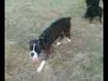 videos de Ruby and Nutty